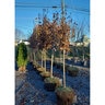 Acer Saccharum Legacy Sugar Maple