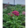 Achillea Millefolium Yarrow