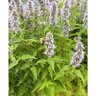 Agastache X Blue Fortune Hyssop