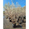 Amelanchier X Grandiflora Autumn Brilliance Apple Serviceberry
