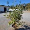 Amelanchier X Grandiflora Autumn Brilliance Apple Serviceberry