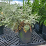 Artemisia X Powis Castle Wormwood