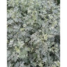 Artemisia X Powis Castle Wormwood