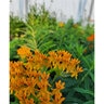 Asclepias tuberosa Milkweed