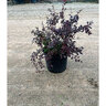 Berberis Thunbergii var. Atropurpurea Rose Glow Japanese Barberry