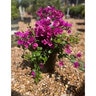Bougainvillea Juanita Hatten Bougainvillea