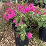 Bougainvillea Juanita Hatten Bougainvillea