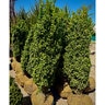 Buxus Sempervirens Graham Blandy Boxwood