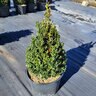 Buxus X Green Mound Boxwood