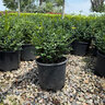 Buxus x Green Mountain Boxwood