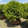 Buxus X Green Velvet Boxwood