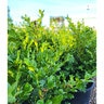 Buxus Microphylla var. Japonica Winter Gem Korean Boxwood