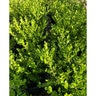 Buxus Microphylla Var. Japonica Japanese Boxwood