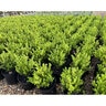 Buxus Microphylla Var. Japonica Japanese Boxwood