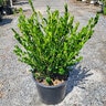 Buxus Sinica var. Insularis Wintergreen Korean Boxwood