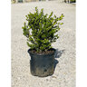 Buxus Sinica var. Insularis Wintergreen Korean Boxwood