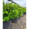 Buxus Sinica var. Insularis Wintergreen Korean Boxwood