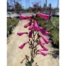 Penstemon Pseudospectabilis Desert Beardtongue