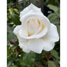 Rosa X Full Sail Hybrid Tea Rose