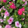 Catharanthus Roseus Titan Bubble Gum Mixture Vinca
