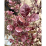 Lophomyrtus X Ralphii Kathryn New Zealand Myrtle