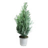 Chamaecyparis Lawsoniana Moonlit Port Orford Cypress