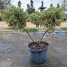 Juniperus Chinensis Blue Vase Chinese Juniper