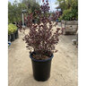 Lophomyrtus X Ralphii Kathryn New Zealand Myrtle