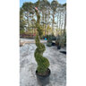 Buxus Sempervirens American Boxwood