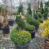 Buxus Sempervirens American Boxwood