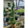 Buxus Sempervirens American Boxwood