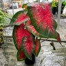 Caladium Bicolor Angel Wings