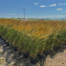 Calamagrostis X Acutiflora Karl Foerster Feather Reed Grass