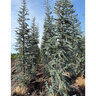 Cedrus Atlantica Glauca Blue Atlas Cedar