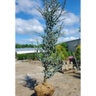 Cedrus Atlantica Glauca Blue Atlas Cedar