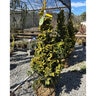 Chamaecyparis Obtusa Aurea Golden Hinoki Cypress 