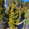 Chamaecyparis Obtusa Aurea Golden Hinoki Cypress 