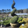 Chamaecyparis Pisifera Cyano-Viridis Boulevard Japanese Falsecypress
