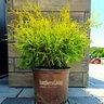 Chamaecyparis Pisifera Golden Mop Sawara Cypress