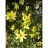 Coreopsis Verticillata Moonbeam Threadleaf Tickseed