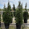 Cupressocyparis Leylandii Leyland Cypress 11 ft. Height Ball and Burlap