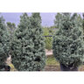 Hesperocyparis (Cupressus) Arizonica Blue Ice Arizona Cypress