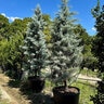 Hesperocyparis (Cupressus) Arizonica Blue Ice Arizona Cypress