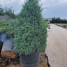 Hesperocyparis (Cupressus) Arizonica Blue Ice Arizona Cypress