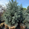Hesperocyparis (Cupressus) Arizonica Carolina Sapphire Arizona Cypress