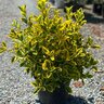 Euonymus Japonicus Aureomarginatus Japanese Euonymus