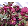 Helleborus Orientalis Lenten Rose