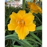 Hemerocallis X Stella de Oro Daylily