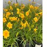 Hemerocallis X Stella de Oro Daylily
