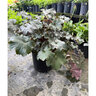 Heuchera Micrantha Palace Purple Coral Bells